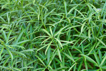 Long green leaf is a beautiful background walls texture. Natural pattern. Selective focus.