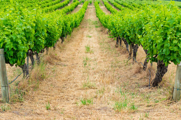 Fototapeta na wymiar Rows of grape vine plants in vineyard