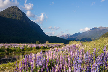 Naklejka na ściany i meble Spring scene from Milford Sound, New Zealand