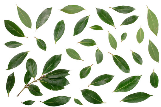 laurel isolated on white background. Fresh bay leaves. Top view. Flat lay pattern
