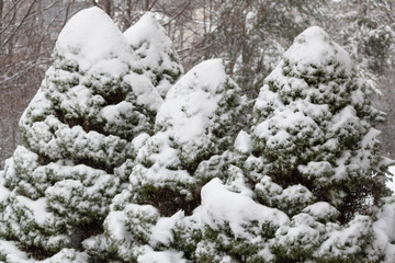 Snow Capped Pine Trees