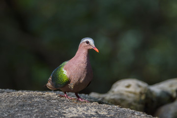 Beautiful Common emerald dove, Asian emerald dove perching on the rock , Thailand