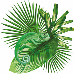 chameleon on the tropical leaves white background © berry2046