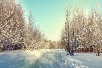 Trees and shrubs in frost, the road in the snow in the winter sun, winter landscape
