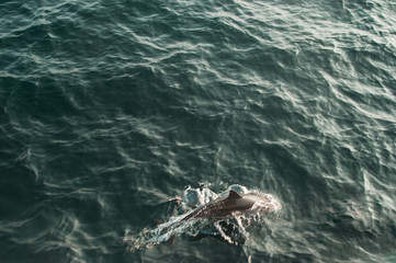 Wild long-snouted dolphin swimming in indian ocean. Wildlife nature background. Space for text....