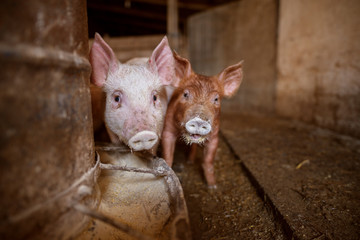 A small piglet in the farm. Swine in a stall. Group of pig in the countryside farm.