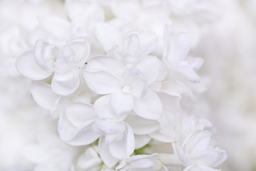 Lilac flowers. white lilac on a light background.Spring 