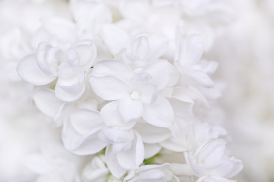 Fototapeta Lilac flowers. white lilac on a light background.Spring 