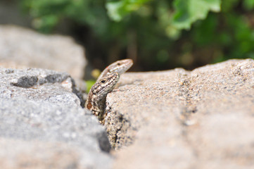 Podarcis muralis, Common wall lizard on stone wall