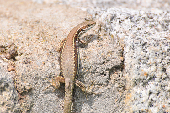 Podarcis muralis, Common wall lizard on stone wall