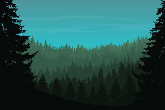 Vector illustration of a coniferous forest with trees