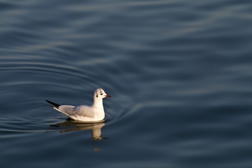 Seagull floating