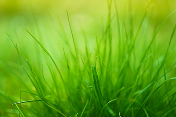 bright spring grass background. soft blur green grass background. natural backgrounds with green grass 
