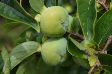 実り始めた青い柿