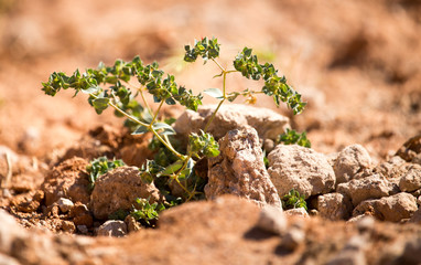 The grass grows in red clay in the nature