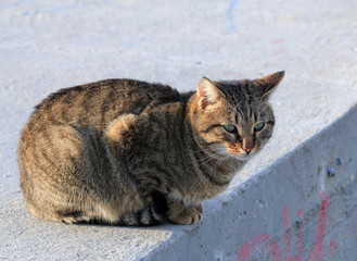 Уличная кошка 