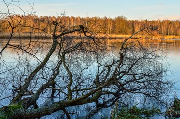 Beautiful water nature. A fallen tree on the shore of the lake.