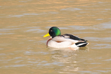 Duck - Mallard (Male), mallard, eurasian wild duck, Anas platyrhynchos