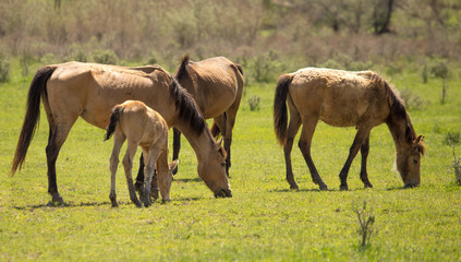 Naklejka na ściany i meble Horses in the pasture in the spring