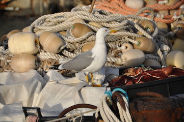 seagull in Camogli, Liguria, Italy