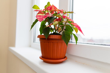Flower in a pot on the window