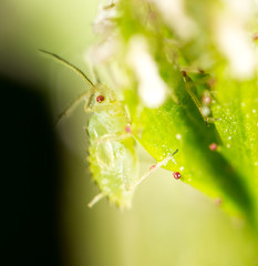 small aphid on a green leaf in the open air