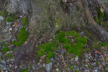 Moss