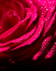 Water drops on a red rose as a background