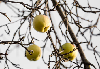 Apples on the bare branches of a tree