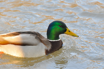 Fototapeta premium Duck - Mallard (Male), mallard, eurasian wild duck, Anas platyrhynchos