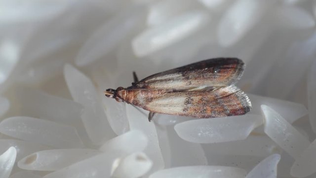 food moth, mealmoth on food, rice