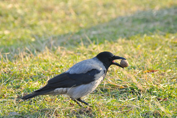 Hooded crow looking for food during a winter in the city