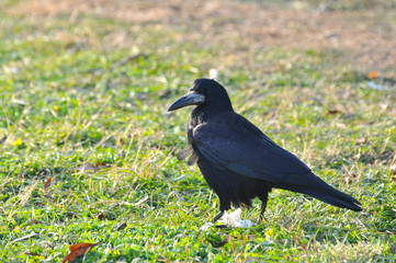 Birds - Rook (Corvus frugilegus) in the grass 