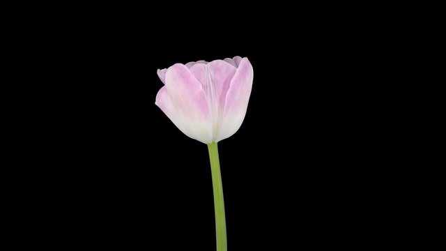 Time-lapse of growing, opening and rotating pink tulip 2a1 in PNG+ format with ALPHA transparency channel isolated on black background
