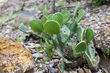 Cactus in Serra da Capivara, Piaui, Brasil