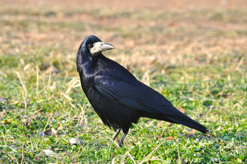Birds - Rook (Corvus frugilegus) in the grass 