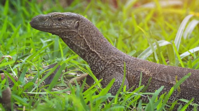 Wild Monitor Lizard in the Grass in Sri Lanka