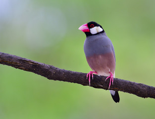 Adult of Java Sparrow (Lonchura oryzivora) beautiful grey birds with pink legs and bills perching on top of branch over green background, fascinated animal