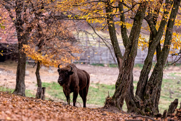 European bison in an autumn background inside a natural park in Romania