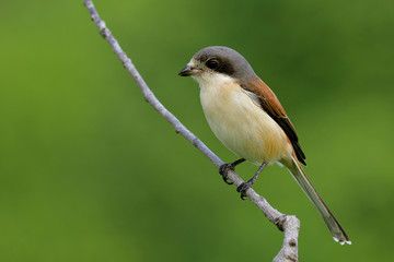 Beautiful brown back to grey head bird perching on wood stick over blur green background in nature, Burmese Shrike (Lanius collurioides)