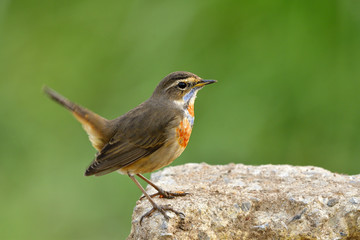 Beautiful brown bird with bright blue and orange feathers on its neck perching dirt ground in nature over green blur background, Bluethroat (Luscinia svecica)