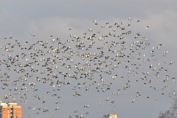 Flock of Rock Pigeons Flying in a blue sky over the city