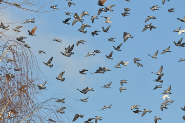 Flock of Rock Pigeons Flying in a blue sky over the city