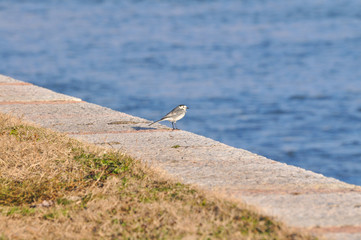 White wagtail (Motacilla alba),  on river banks