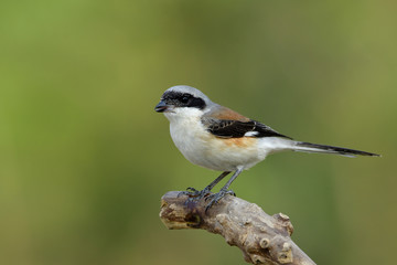 Beautiful grey bird with brown and black wings perching on wooden branch over green background, Bay-backed shrike (Lanius vittatus)