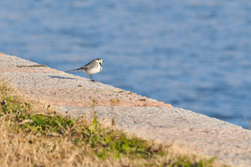 White wagtail (Motacilla alba),  on river banks