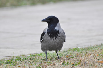 Hooded crow looking for food during a winter in the city