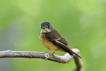 Ferruginous flycatcher (Muscicapa ferruginea) or iron boy brown bird perching on curved vine branch over blur green background, fascinated animal