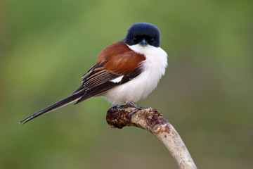 Funny brown to red bird with grey to black head and long tail while making puffy feathers on wood...