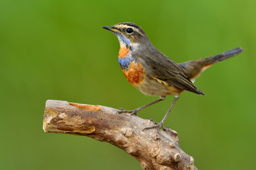 Happy bird perching on top log in nature over green blur background, Siberian Bluethroat (Luscinia svecica)